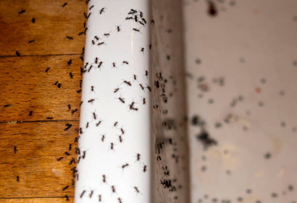 Best Emergency Pest Control  in Sabina, OH