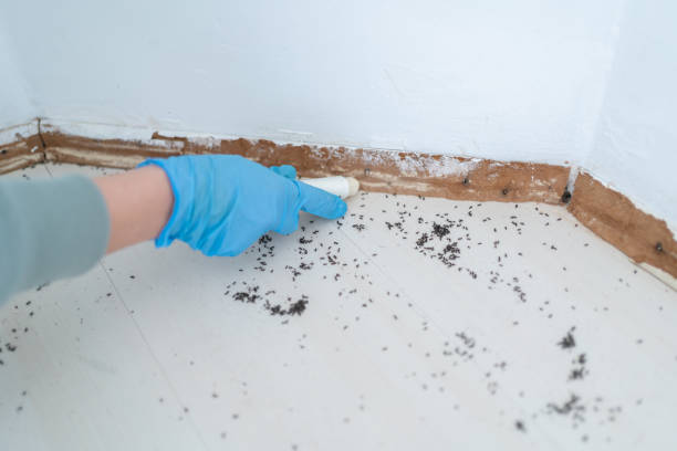 Best Cockroach Control Services  in Sabina, OH